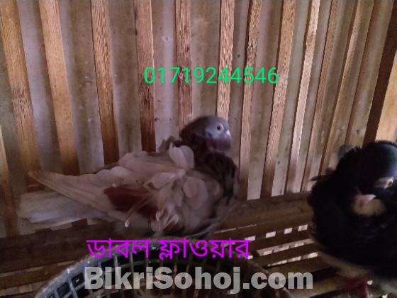 স্প্যানিশ চোরেরা ডাবোল ফ্লাওয়ার